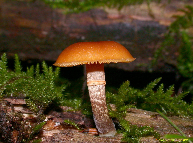 Escursione  in terra di Siena